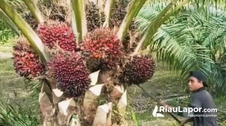 Harga Kelapa Sawit Riau Naik Lagi, Berikut Daftar Harga pada Periode 28 September sampai 4 Oktober 2022