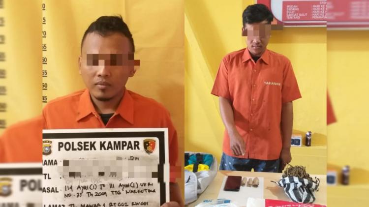 Polsek Kampar Ringkus Dua Pelaku Pengedar Daun Ganja Kering di Rumbio Jaya