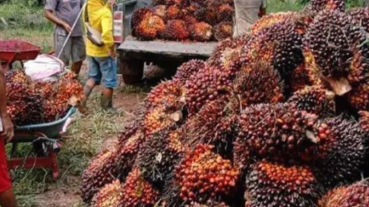 Harga Jual Kelapa Sawit di Riau Naik Lagi, Berikut Harganya Seminggu ke depan
