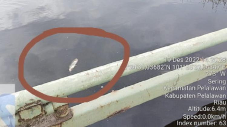 Ikan Mati Mendadak di Aliran Sungai, Yayasan SALAMBA Akan Uji Sampel Air Ke Laboratorium 